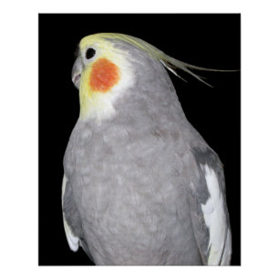 Poster Photo de Cockatiel d'oiseau d'animal familier
