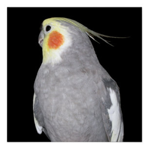 Poster Photo de Cockatiel d'oiseau d'animal familier