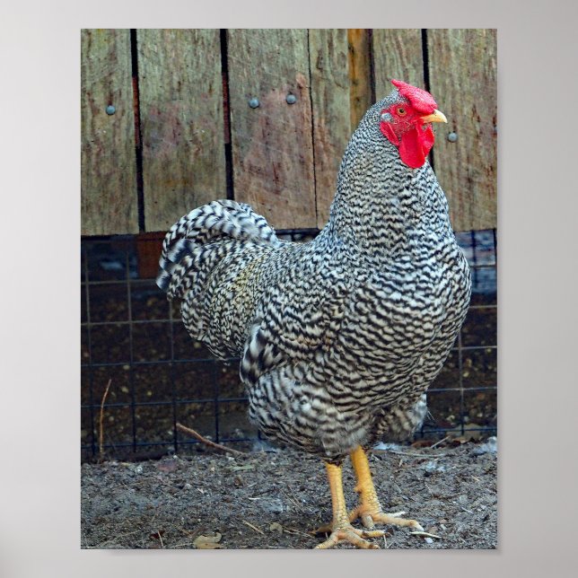 Poster Photo de coq noir et blanc de poulet (Devant)