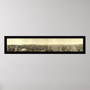 Poster Photo de cueillette de coton 1917