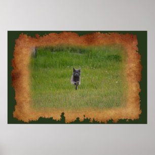 Poster Photo de Cute Grey Farm Cat Racing Across Green Gr
