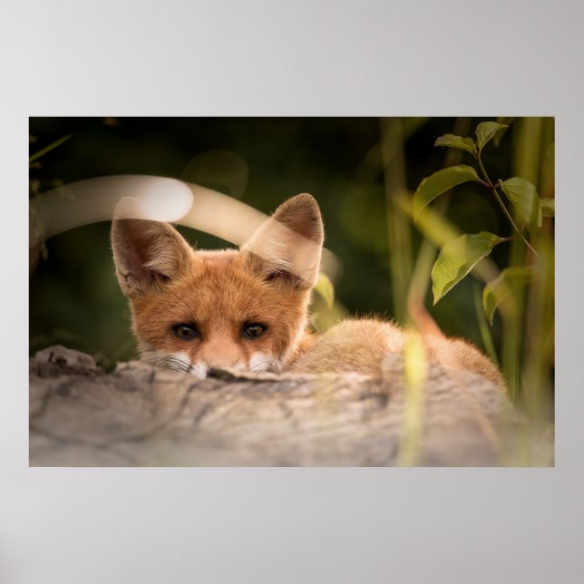 Poster Photo de Cute Little Orange Fox (Devant)