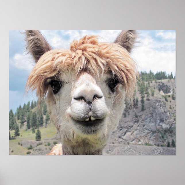 Poster Photo de Cute Smiling Alpaca (Devant)