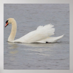 Poster Photo de cygne