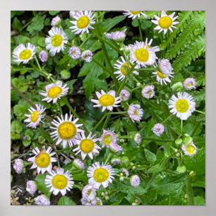 Poster photo de Daisies