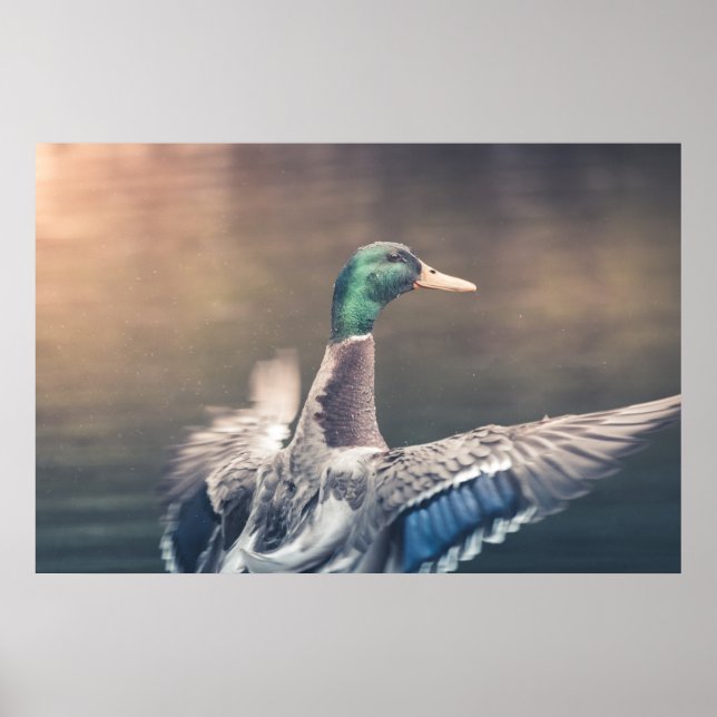Poster photo de Duck Nature (Devant)