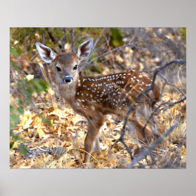 Poster photo de Fawn Deer (Devant)