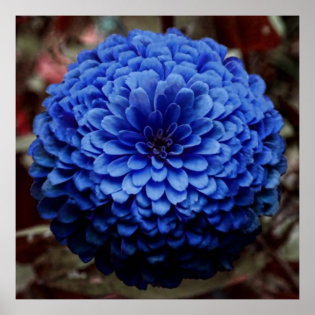 Poster Photo de fermeture de la fleur bleue (Devant)