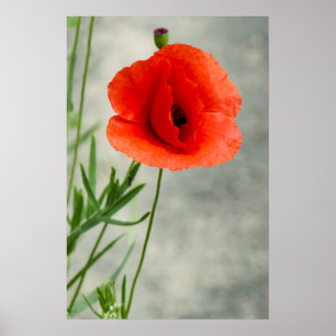 Poster Photo de fleur à pavot simple