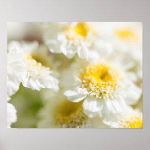 Poster Photo de fleur de marguerite blanche