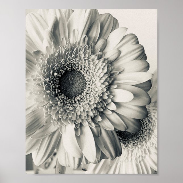 Poster Photo de fleur de marguerite noir blanc (Devant)