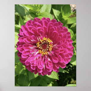 Poster Photo de fleur de Zinnia vive