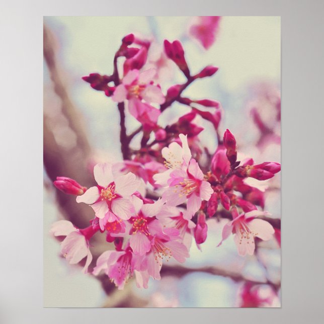 Poster Photo de fleurs d'arbre rose (Devant)