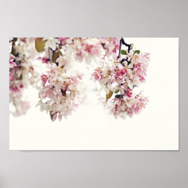 Poster photo de fleurs de cerisier rose (Devant)