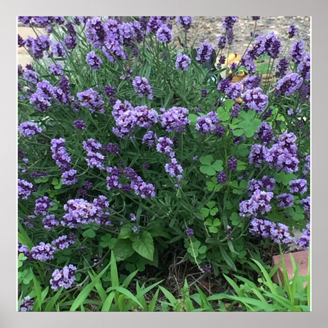 Poster Photo de fleurs de lavande (Devant)