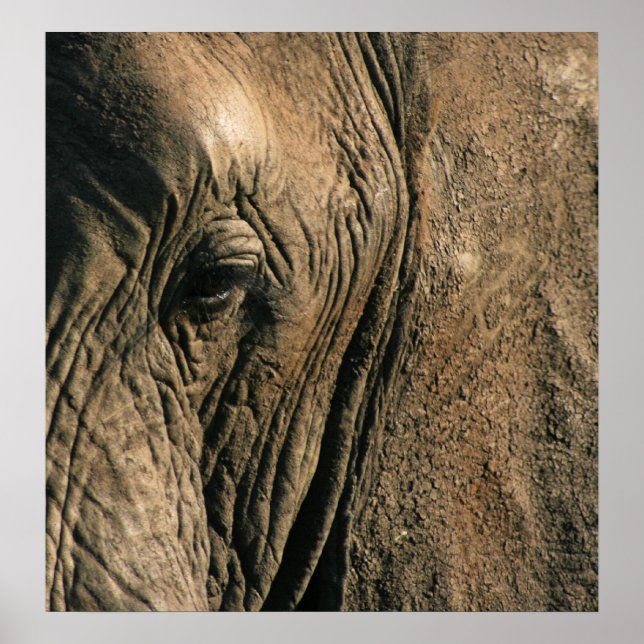 Poster Photo de fond de l'oeil d'un éléphant africain (Devant)