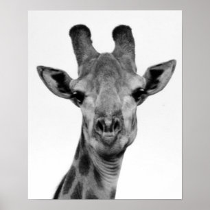 Poster Photo de girafe noir et blanc