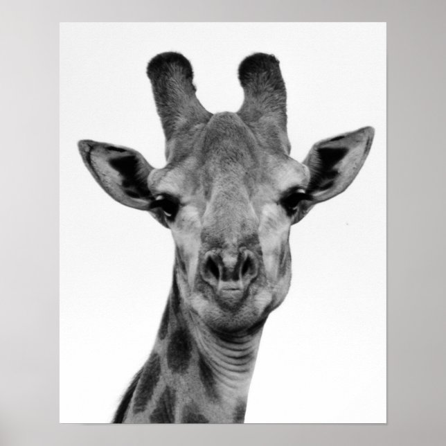Poster Photo de girafe noir et blanc (Devant)