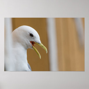 Poster photo de goéland
