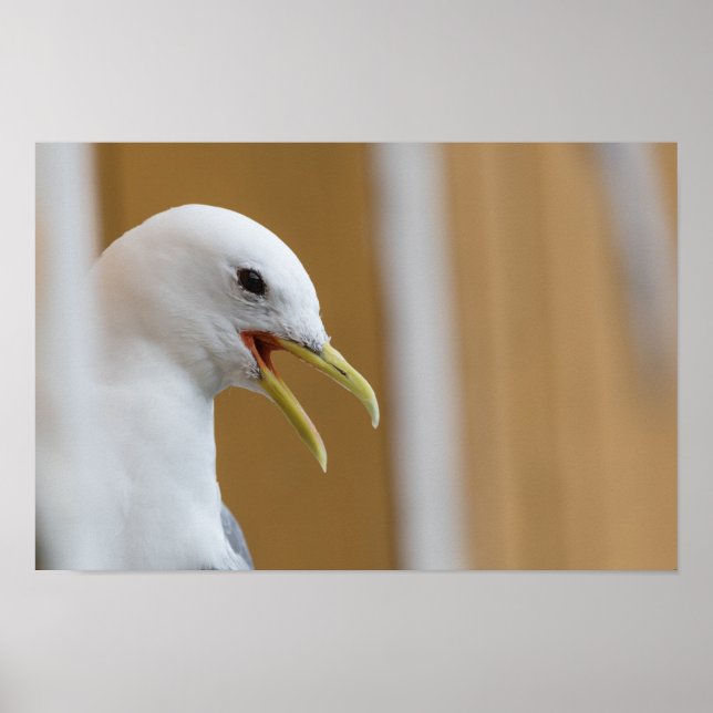 Poster photo de goéland (Devant)