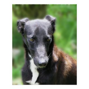 Poster Photo de grand whippet noir