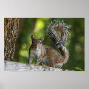 Poster Photo de Grey Squirrel