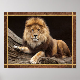 Poster Photo de gros chat lion
