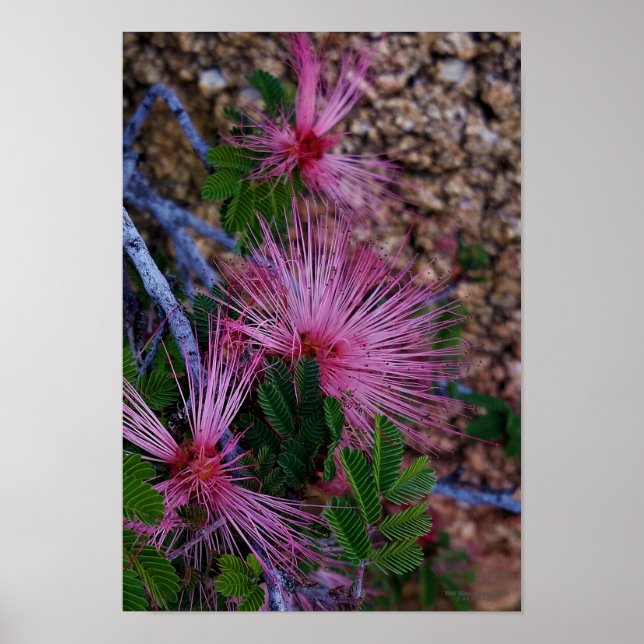 Poster Photo De Gros Plan Des Fleurs De Duster Rose (Devant)
