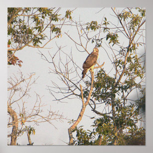 Poster photo de Hawk à épaulettes