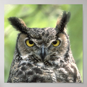 Poster Photo de hibou