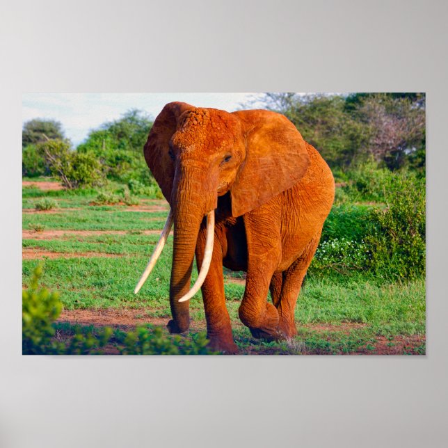 Poster Photo de la faune africaine des éléphants (Devant)