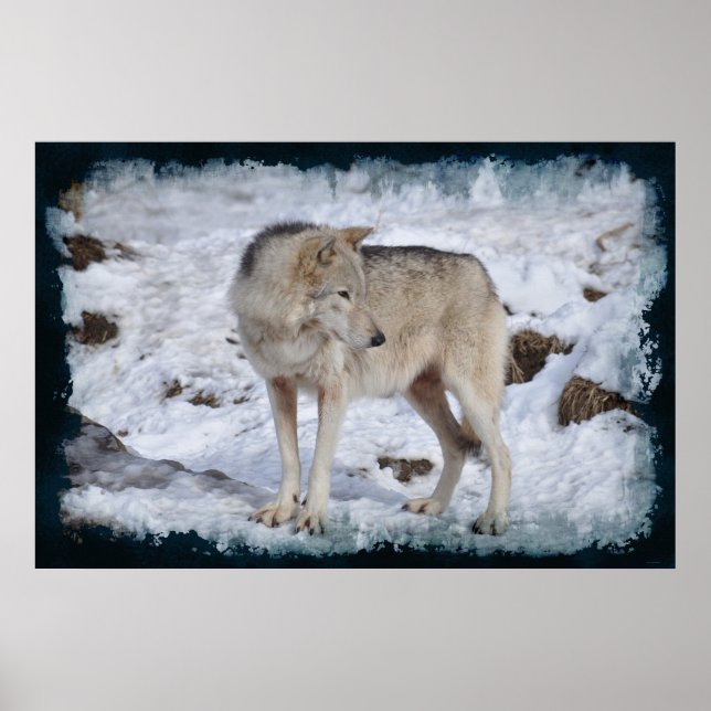 Poster Photo de la faune du Loup arctique blanc et de la  (Devant)
