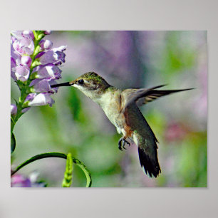 Poster Photo de la faune rose de colibri