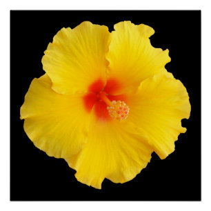 Poster Photo de la fleur d'Hibiscus jaune