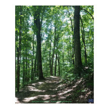 Poster photo de la forêt