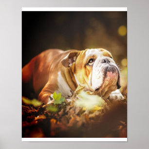 Poster Photo de la forêt de Bulldog en anglais