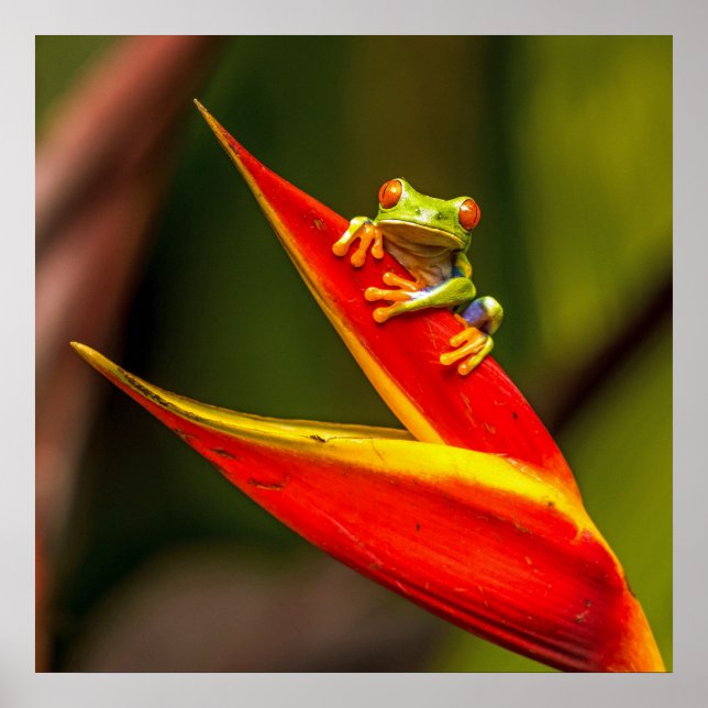 Poster Photo de la grenouille des arbres rouges de la fau (Devant)