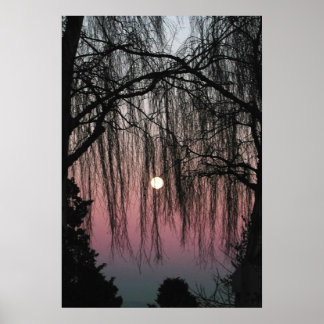 Poster Photo de la lune à travers les arbres