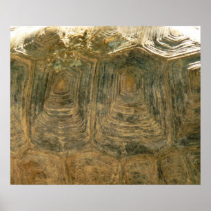 Poster Photo de la nature abstraite de coquille de tortue