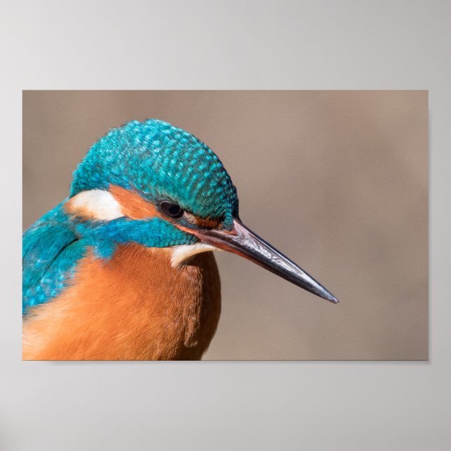Poster Photo de la nature de Kingfisher (Devant)
