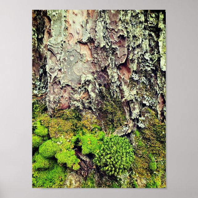 Poster photo de la nature de la mousse et de l'éco (Devant)