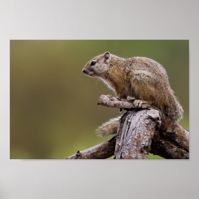 Poster Photo de la nature de l'écureuil terrestre (Devant)
