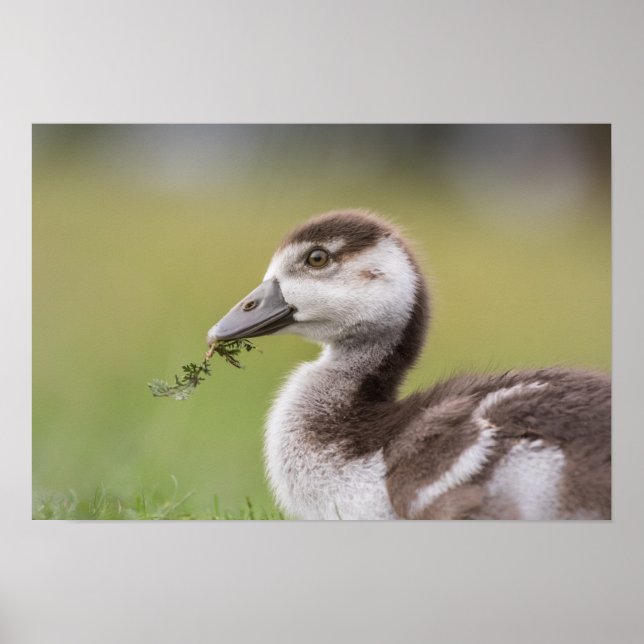 Poster Photo de la nature de mignonne Goose Chick (Devant)