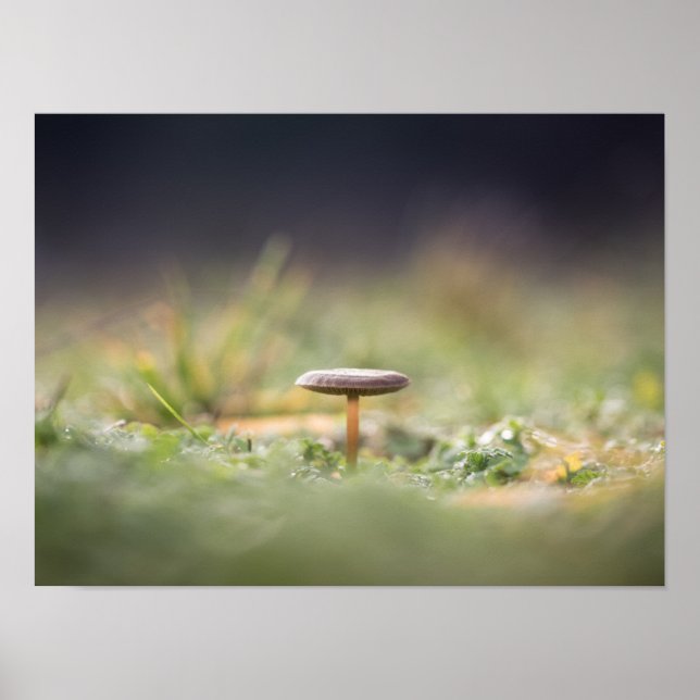 Poster Photo de la nature des champignons (Devant)