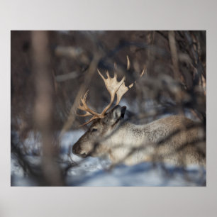 Poster Photo de la nature des rennes