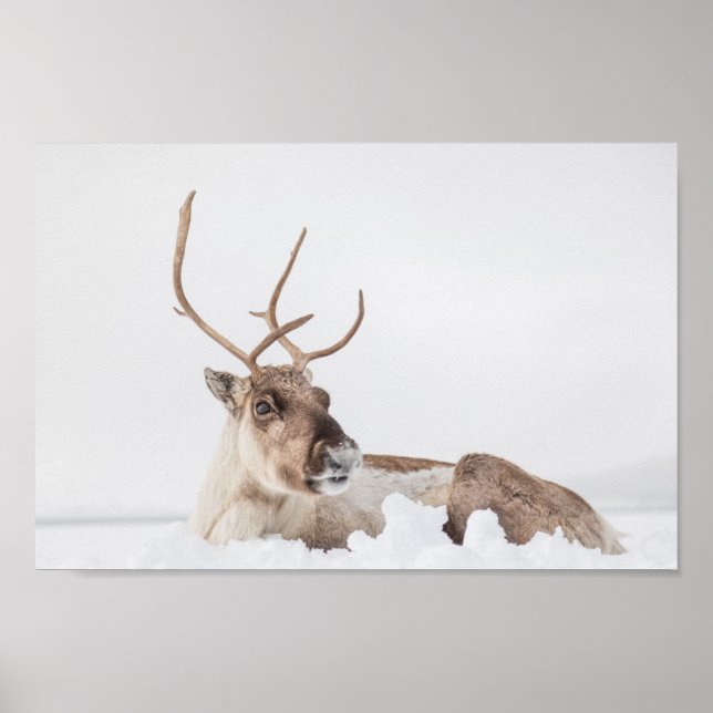 Poster Photo de la nature des rennes (Devant)