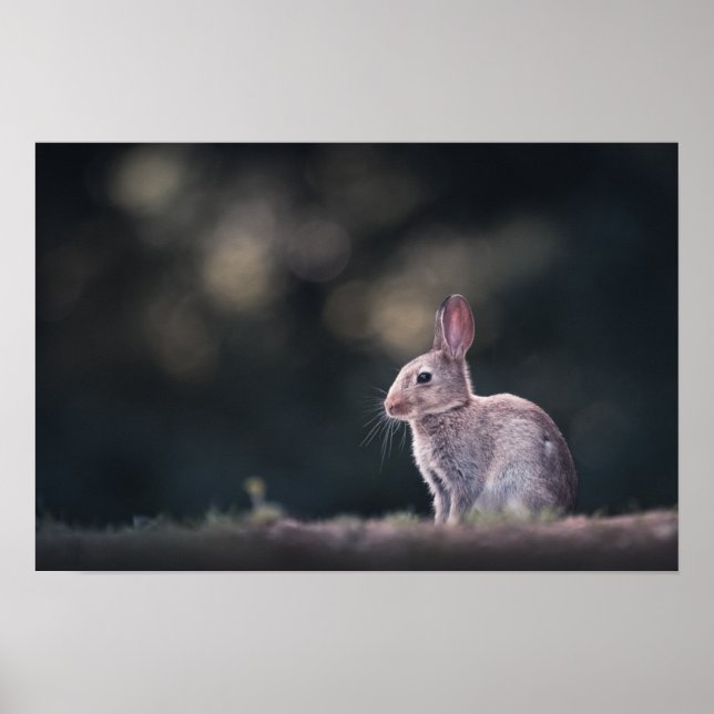 Poster Photo de la nature du lapin (Devant)