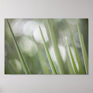 Poster Photo de la nature Plante verte