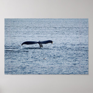Poster Photo de la piste de baleine à bosse sauvage