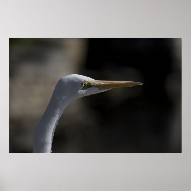 Poster Photo de l'affiche d'oiseaux de grue blanche (Devant)